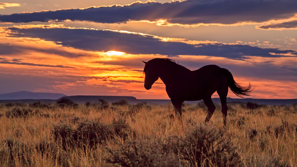 cavallo al tramonto