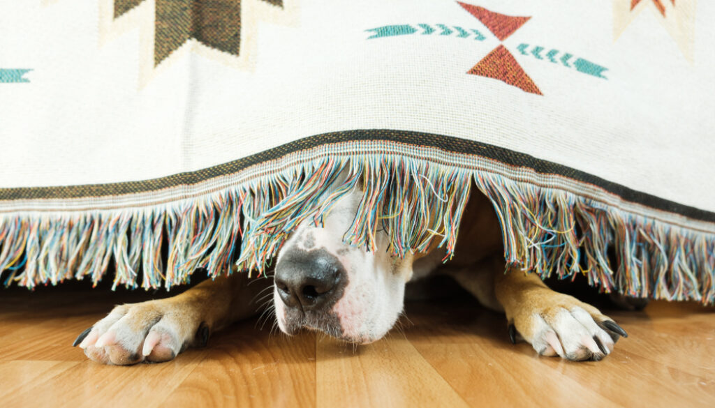 cane sotto il tappeto