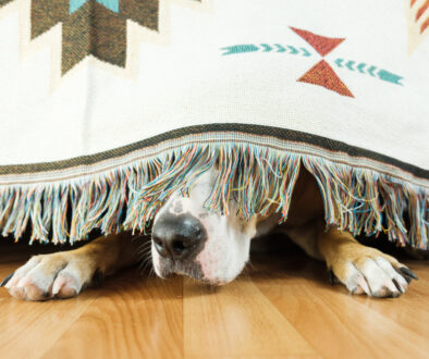 cane sotto il tappeto