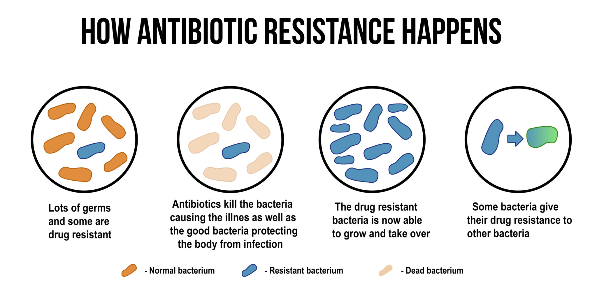 Los probióticos se toman antes o después del antibiótico