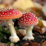amanita muscaria