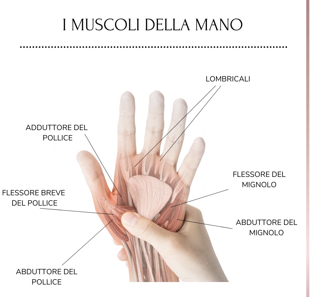 muscoli della mano