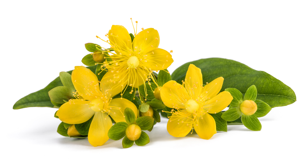 iperico fiori