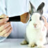 test su animali