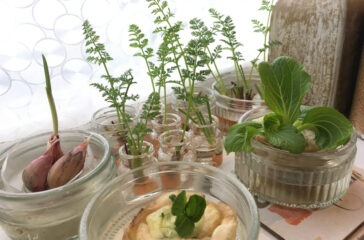 ingredienti cosmetici da scarti